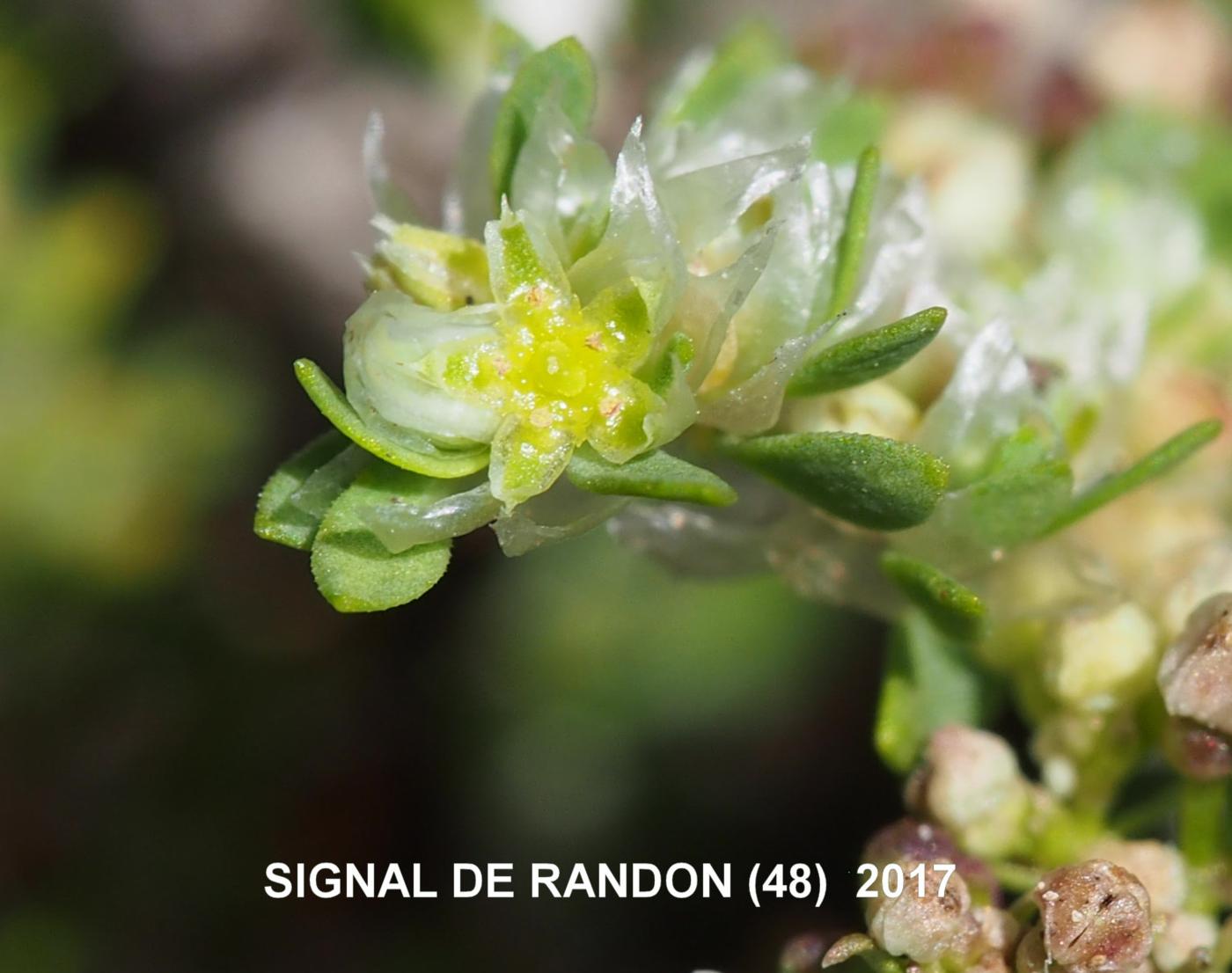 Paronychia [polygonifolia] flower